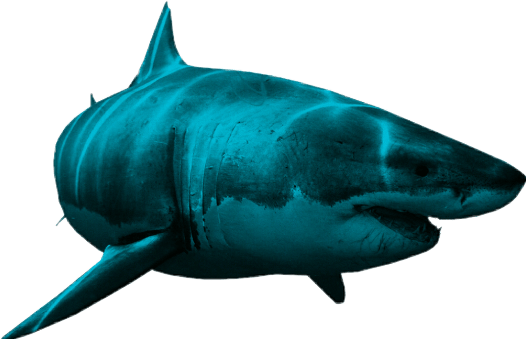 shark-transparent-bg-gameznet-00030.png