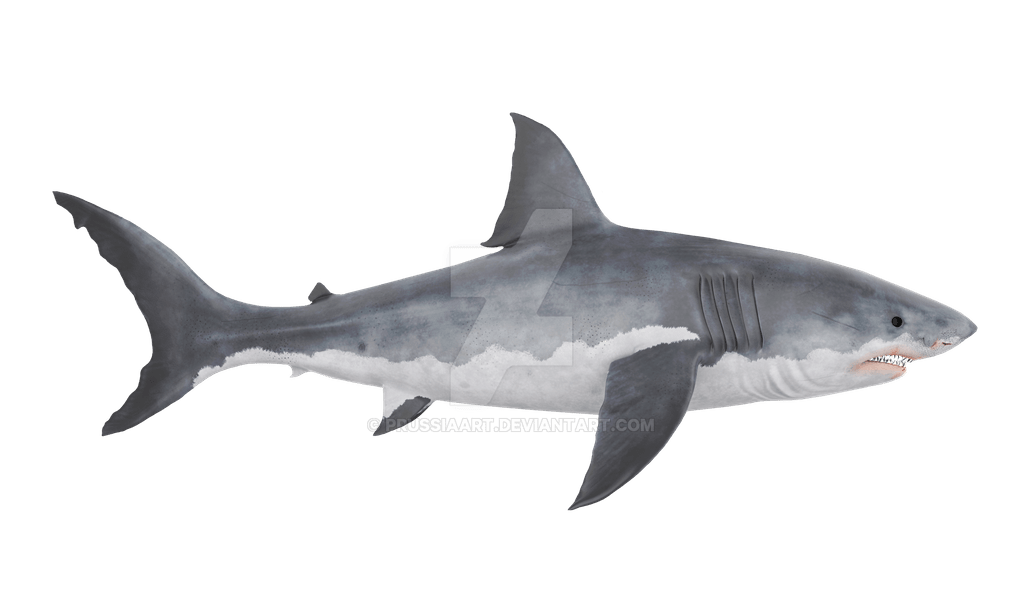 shark-transparent-bg-gameznet-00032.png