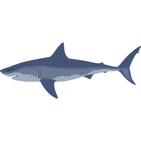 shark-transparent-bg-gameznet-00040.png