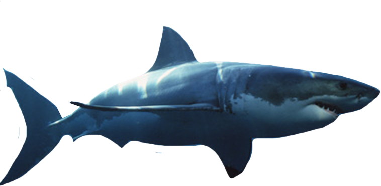shark-transparent-bg-gameznet-00051.png