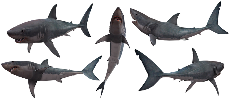 shark-transparent-bg-gameznet-00052.png