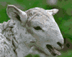 gameznet-animated-sheep-018.gif