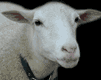 gameznet-animated-sheep-032.gif