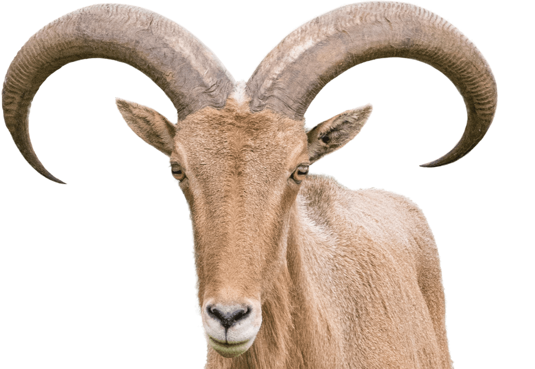 barbary-sheep-on-transparent-background-gameznet-01.png