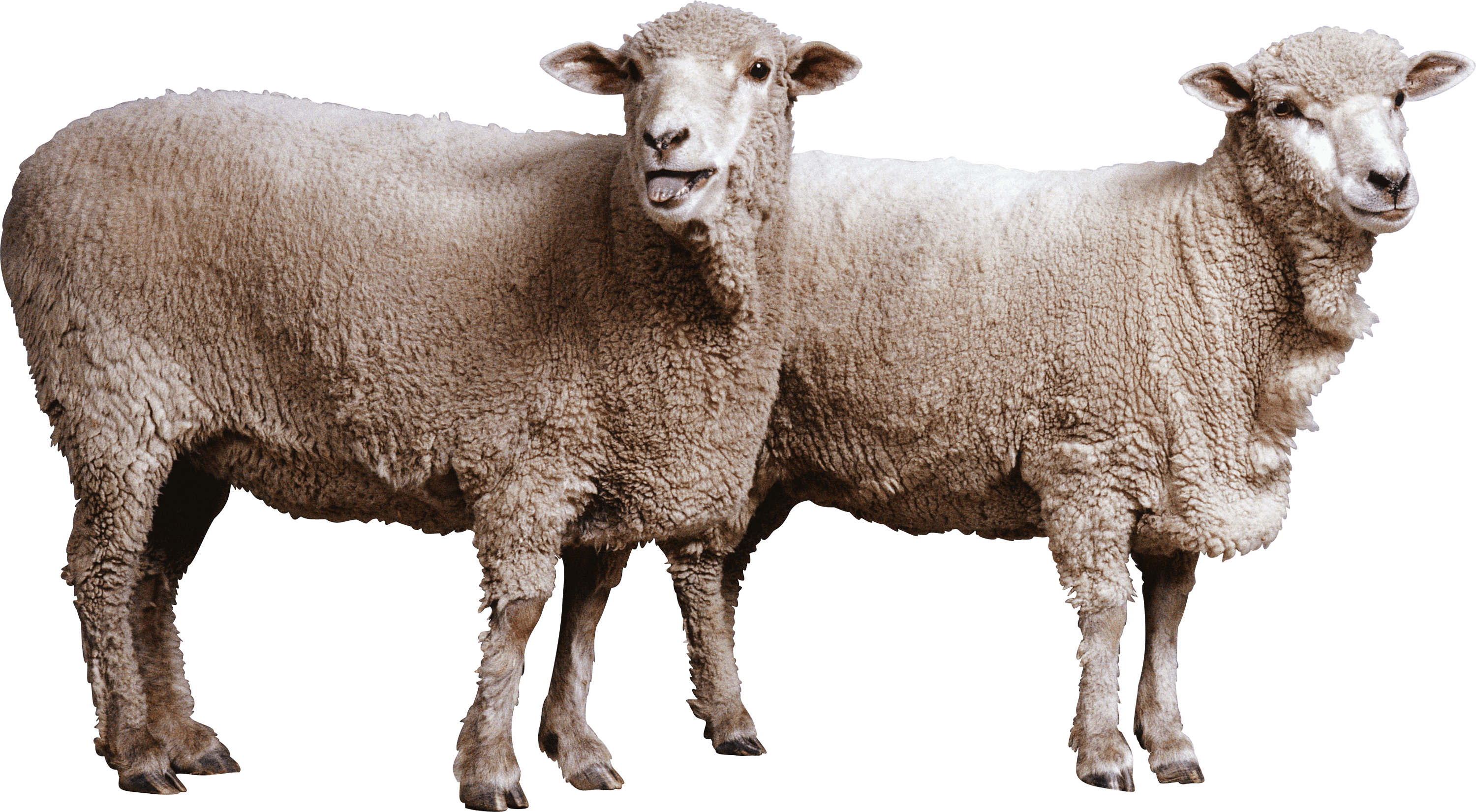 sheep-on-transparent-background-gameznet-01.png