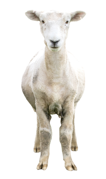 sheep-on-transparent-background-gameznet-02.png