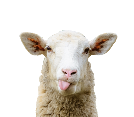 sheep-on-transparent-background-gameznet-03.png