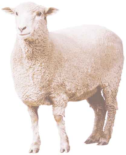sheep-on-transparent-background-gameznet-04.png