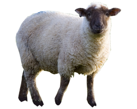 sheep-on-transparent-background-gameznet-05.png