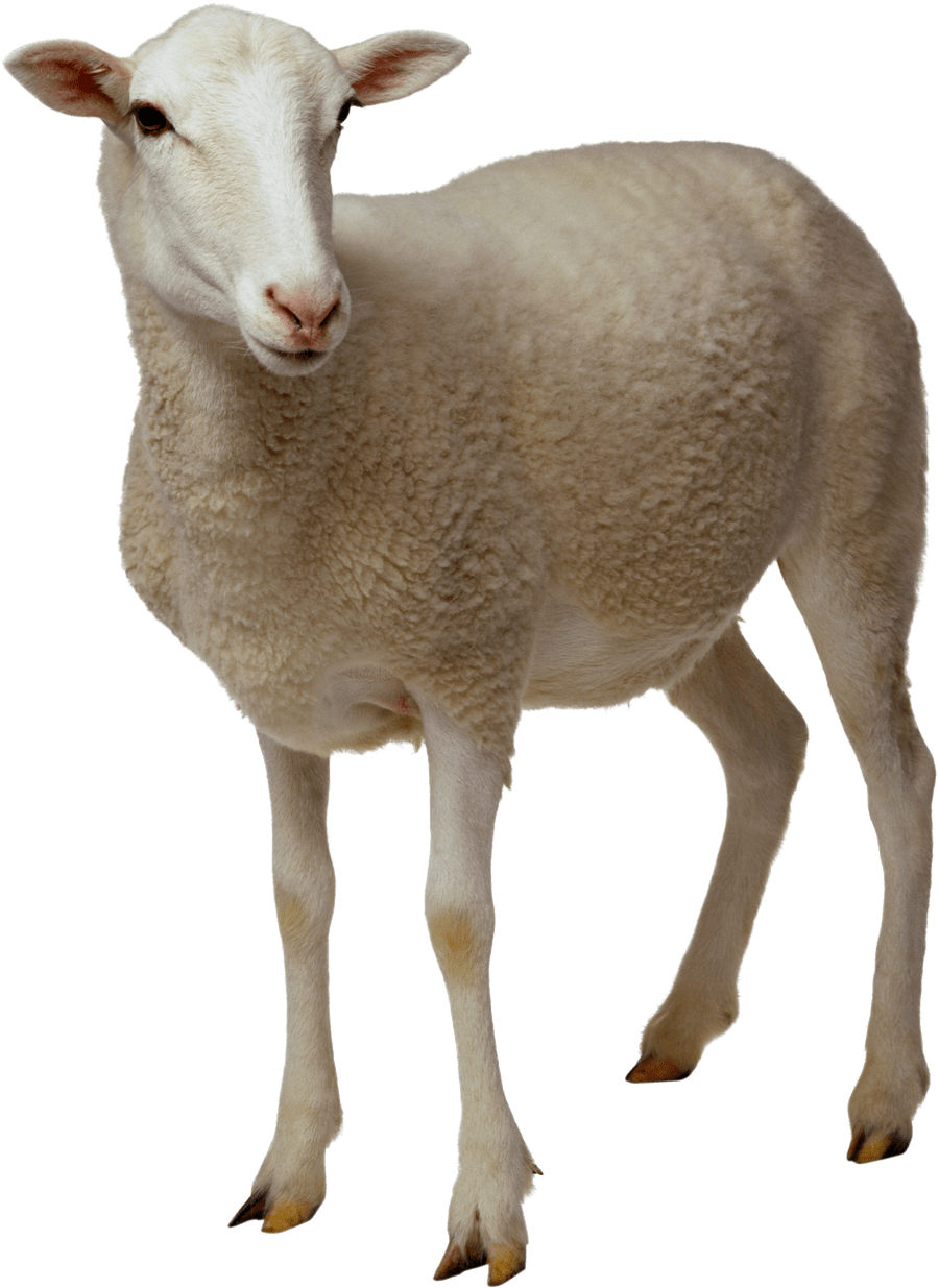 sheep-on-transparent-background-gameznet-06.png