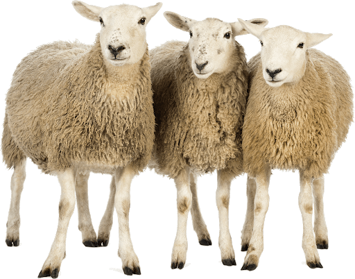 sheep-on-transparent-background-gameznet-08.png