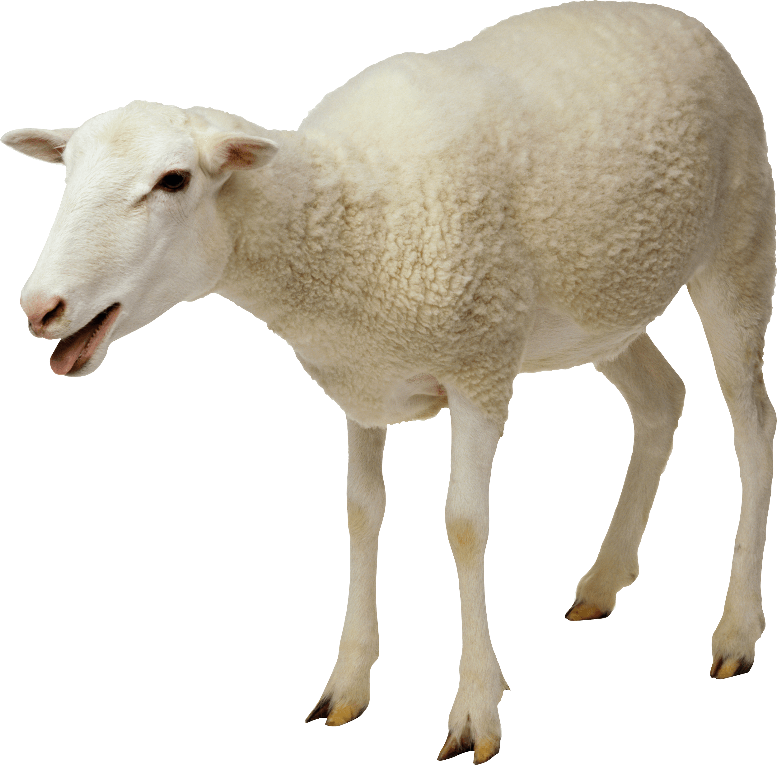 sheep-on-transparent-background-gameznet-09.png
