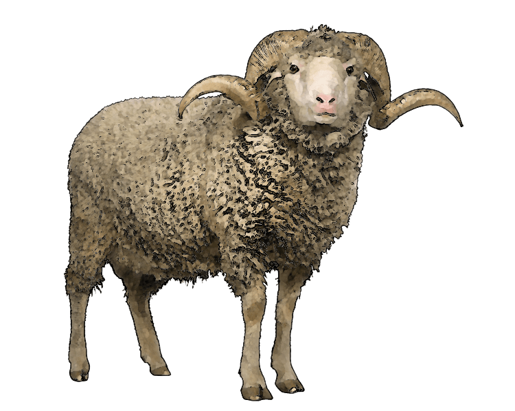 sheep-on-transparent-background-gameznet-10.png