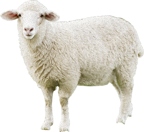sheep-on-transparent-background-gameznet-13.png