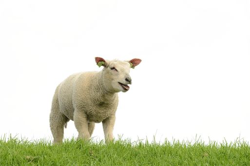 sheep-on-transparent-background-gameznet-14.png