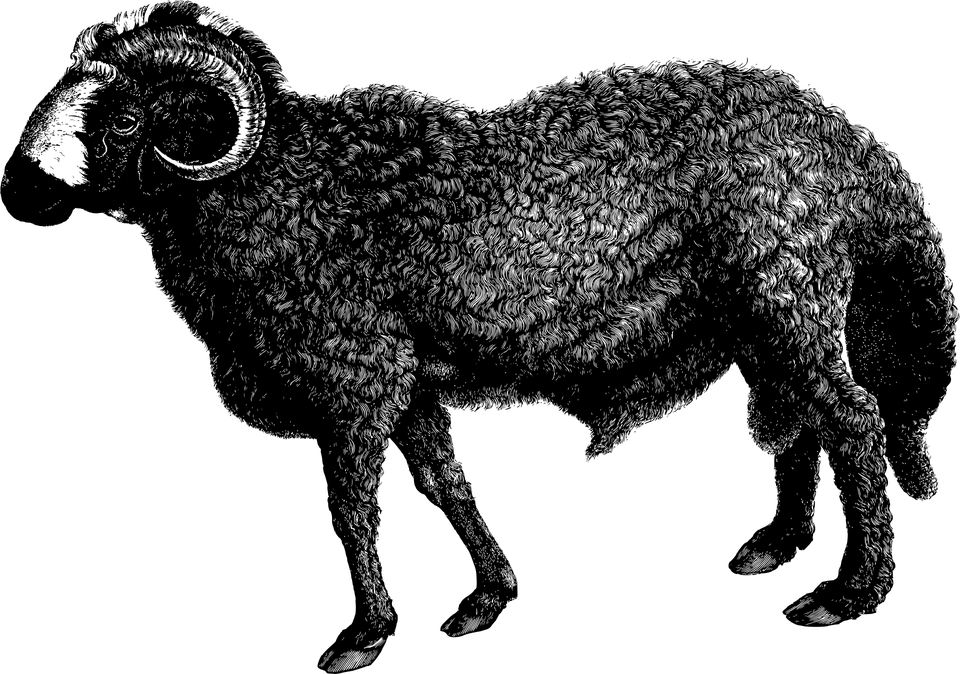 sheep-on-transparent-background-gameznet-19.png