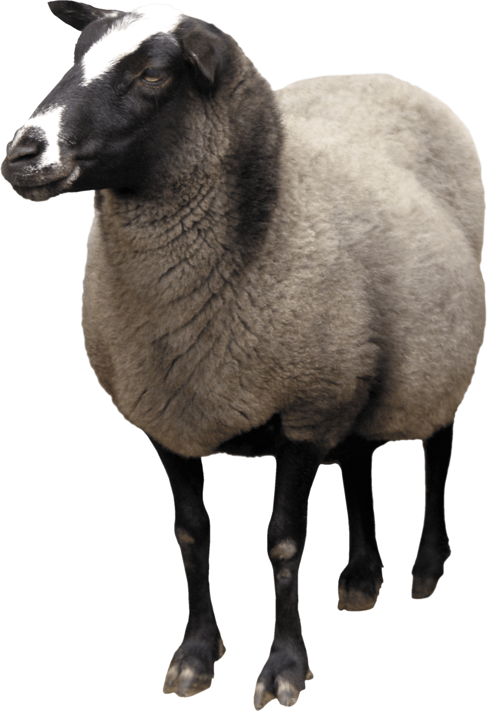 sheep-on-transparent-background-gameznet-32.png