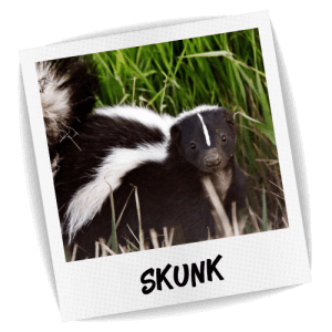skunk-transparent-background-gameznet-029.png