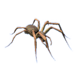 spider-transparent-bg-gameznet-00011.png