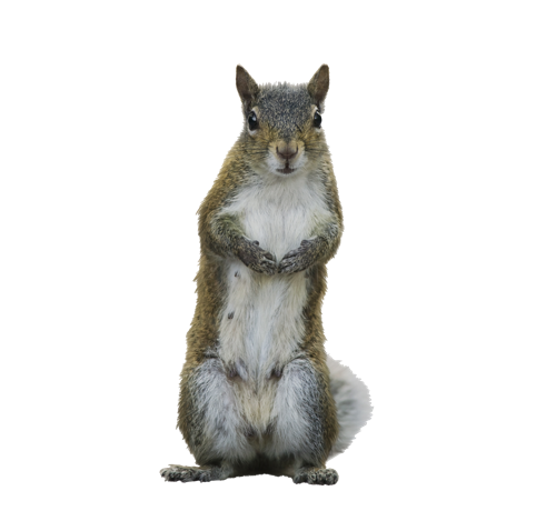 squirrel-transparent-background-gameznet-15.png