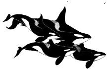 gameznet-animated-whales-002.gif