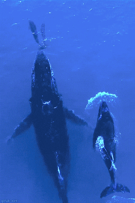 gameznet-animated-whales-003.gif
