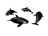 gameznet-animated-whales-019.gif
