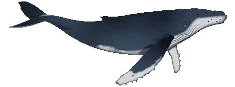 whale-transparent-background-gameznet-02.gif