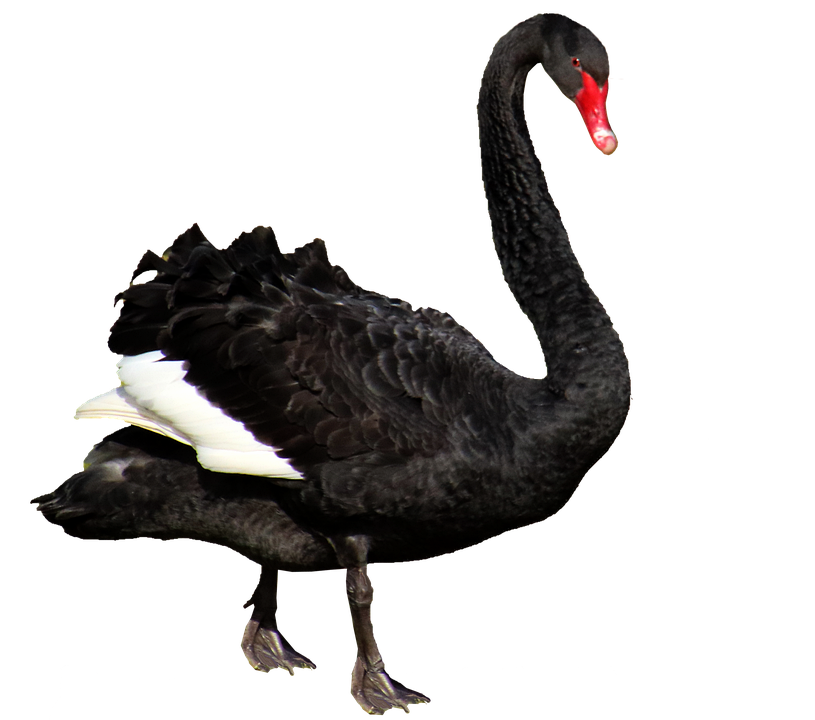 australia-perth-black-swan.png