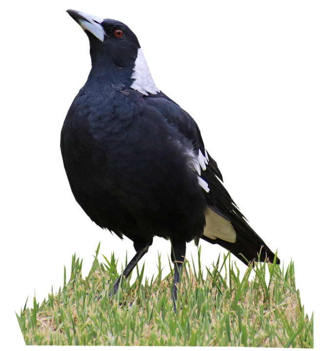 australian-bird-magpie.png