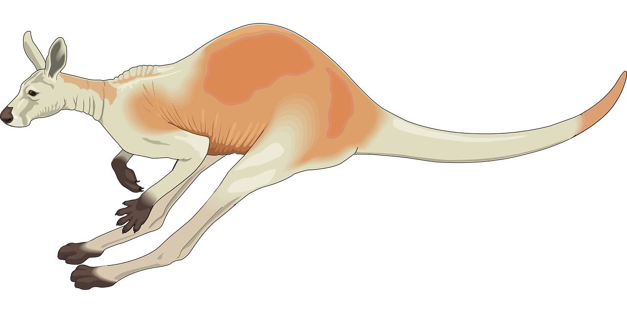 australian-red-kangaroo.png