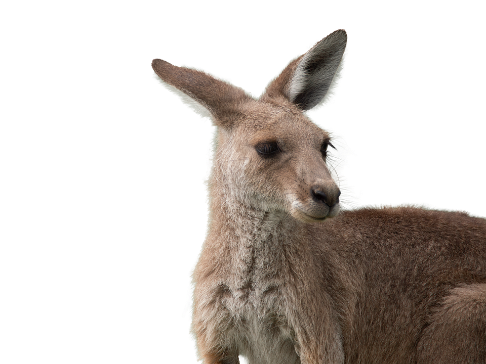 australian-skippy-kangaroo.png