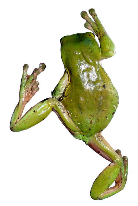 australian-tree-frog.png