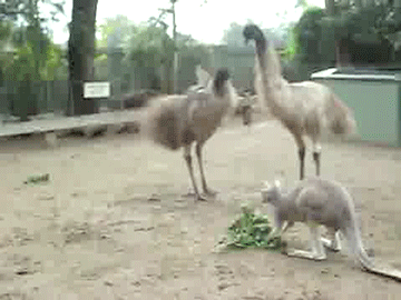 emu-kangaroo.gif