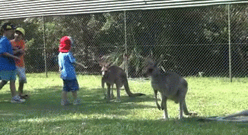 kangaroo-free-animated-gifs-gameznet-010.gif