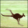 kangaroo-free-animated-gifs-gameznet-014.gif