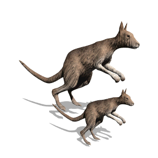 kangaroo-free-animated-gifs-gameznet-015.gif