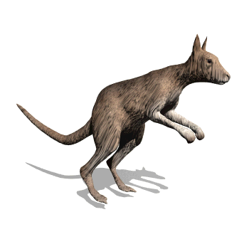 kangaroo-free-animated-gifs-gameznet-016.gif