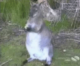 kangaroo-free-animated-gifs-gameznet-017.gif