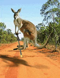 kangaroo-free-animated-gifs-gameznet-07.gif