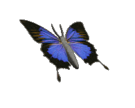butterflies animated gifs