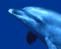 free dolphin animated gifs