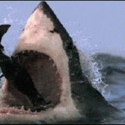 gameznet-animated-sharks-001 gameznet-animated-sharks-001