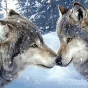 gameznet-animated-wolf-wolves-001 gameznet-animated-wolf-wolves-001