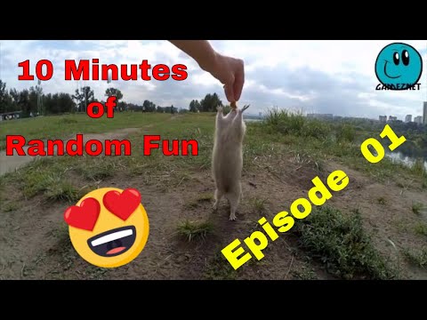 10 minutes of random fun videos by Gameznet Episode 01