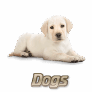 dog_gifts dog_gifts