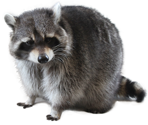 Racoon Image on Transparent Background