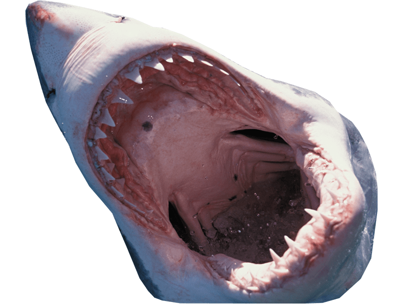 Shark Transparent Background Images