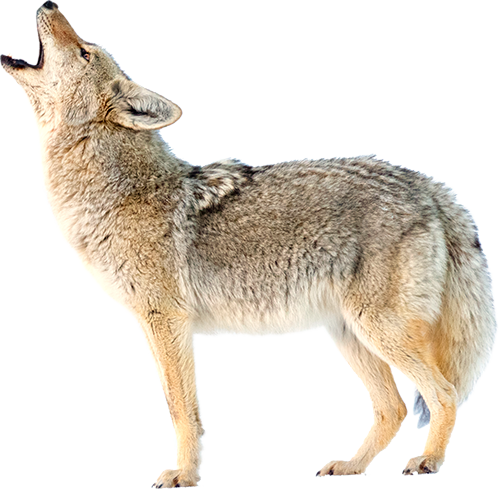 coyote-transparent-background-gameznet-16