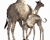 gameznet-animated-camel-002